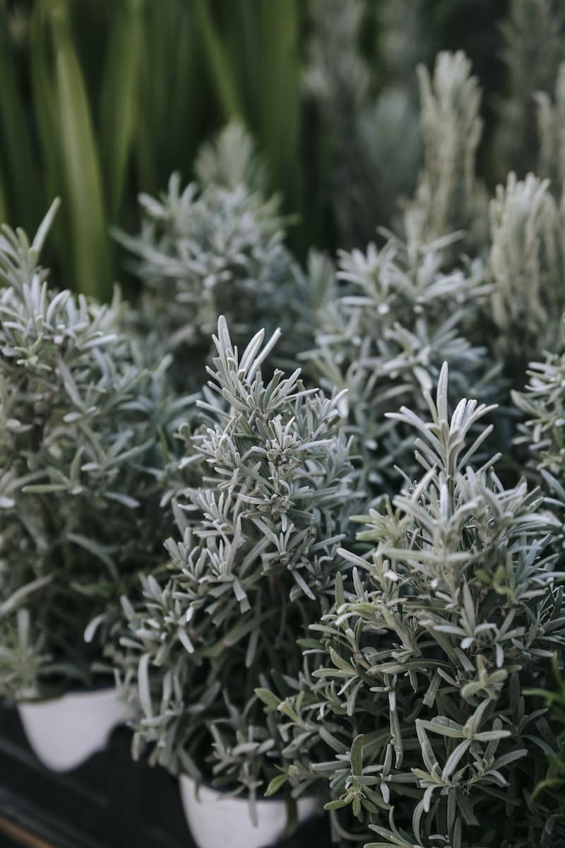 Potted silver wormwood presented on stall in bazaar